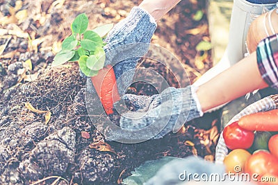 Women farmer arrange to grow a carrrot in backyard. Young women grow organic vegetables Stock Photo