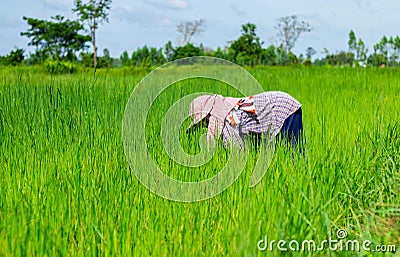 Women farmer is bending down to remove weed grass. Stock Photo