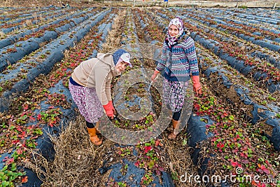 Women Farmers work in strawberry fields Editorial Stock Photo