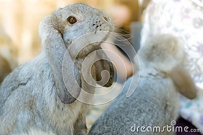 Women feeding food rabbit Stock Photo