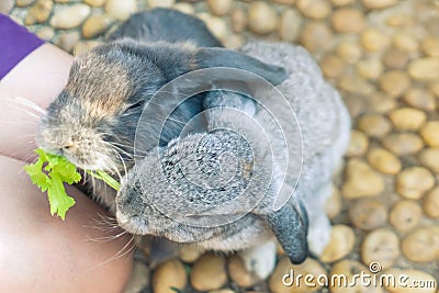 Women feeding food rabbit Stock Photo