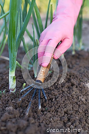 Women Gardener With Tool Hoe Hoeing Grass In Vegetable Garden. Stock Photo