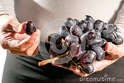 Women hand hold the brunch of the black grape, fresh grape harvest Stock Photo