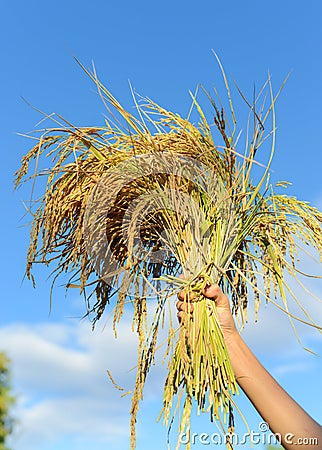 Women hand hold Jasmin rice on rice field, Stock Photo