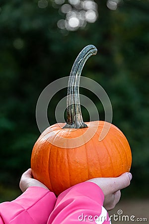 Pumpking in October Stock Photo