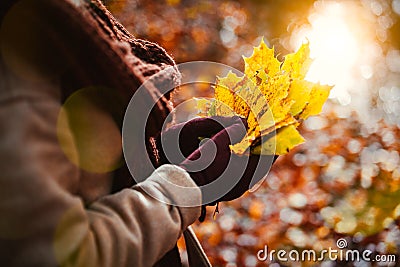 Women holds bouquet of autumn yellow maple leaves in her gloved hands. Backlit sunshine reflection with sun beams and Stock Photo