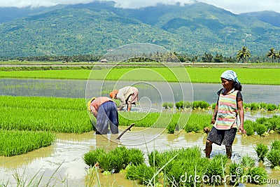 Women manual labour in the Philippine rice fields Editorial Stock Photo