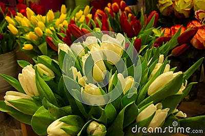 Women`s Day, lots of tulips, flower shop Stock Photo