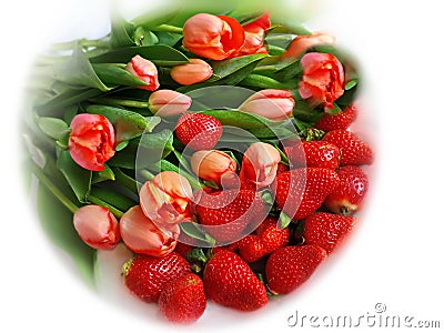 Women`s day tulip bouquet,red flowers and strawberry .greeting card ,spring holiday celebrating Stock Photo