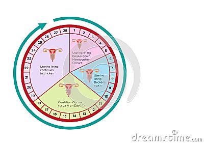 Women's Fertility Cycle Calendar with different stages. Editable Clip Art. Vector Illustration