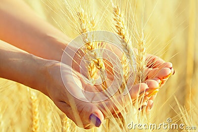 Women`s hands gathered ears of wheat in a handful Stock Photo