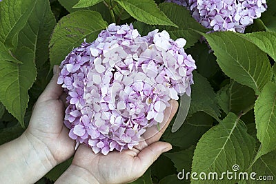 Women`s hands hold a hydrangea flower. The concept of garden work, plant care Stock Photo