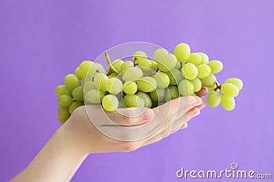 Women`s hands holding a large handful of ripe bunch of grapes Stock Photo