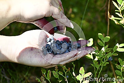 Women's hands pick blueberries. Stock Photo