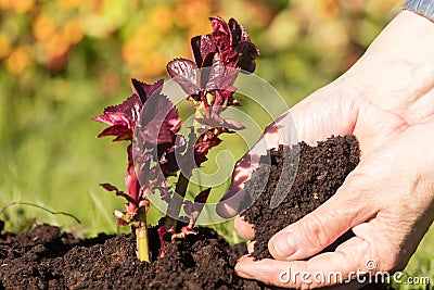 Care for the awakened young shoot of a rose, top dressing with nutritious fresh soil. Stock Photo
