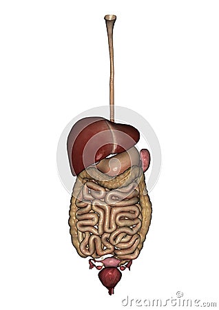 Women's Healthy Guts Stock Photo