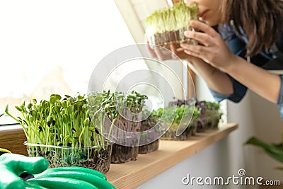 Women savour fresh grown microgreens on a sill near sunny window. Home grown healhy superfood microgreens Stock Photo