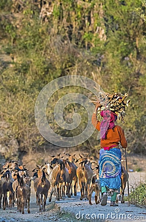 Women shepherd with the herd of goats in an indian village Editorial Stock Photo