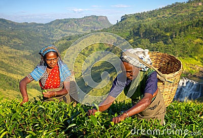 Women Tea Pickers in Sri Lanka Stock Photo