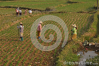 Women tend their crops Editorial Stock Photo