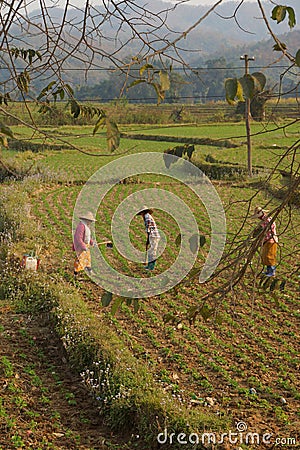 Women tend their crops Editorial Stock Photo