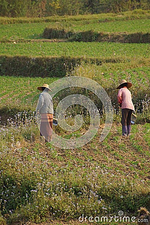 Women tend their crops Stock Photo