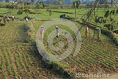 Women tend their crops Stock Photo