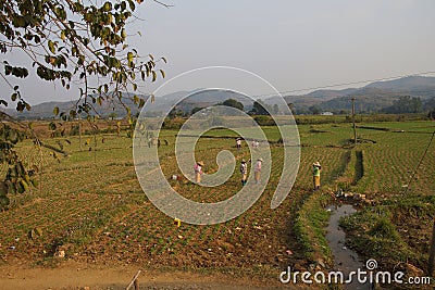 Women tend their crops Stock Photo