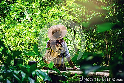 Women travel relax nature in the holiday. Nature Study in the forest. The Girl happy walking and enjoying Tourism in through the Stock Photo