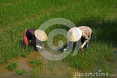 Women workers planting rice on a paddy field Editorial Stock Photo