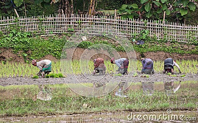 Women workers working on the rice paddy fields Editorial Stock Photo