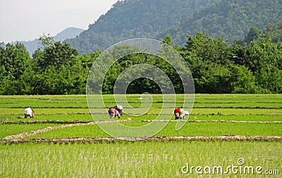 Women working at rice farm, Guilan Stock Photo