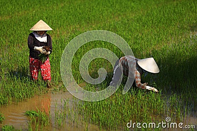 Women working on a rice paddy field in Vietnam Editorial Stock Photo