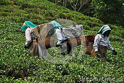 Women working at tea plantation in himalayas Editorial Stock Photo