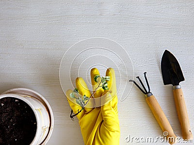 Women's hand in yellow rubber gloves take care of home plants. The process of transplanting a houseplant ficus Stock Photo