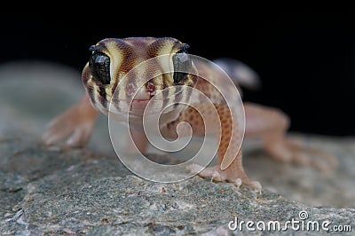 Wonder gecko Stock Photo