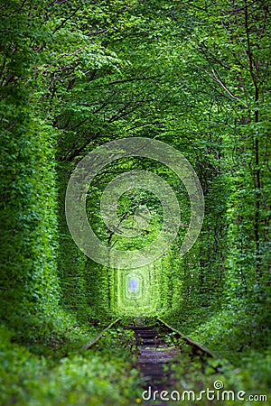 Wonder of Nature - Real Tunnel of Love, green trees Stock Photo