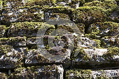 Wonder wall moss on old stone Stock Photo