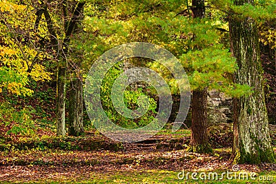 See the Wonder in the Woods in Decorah Stock Photo