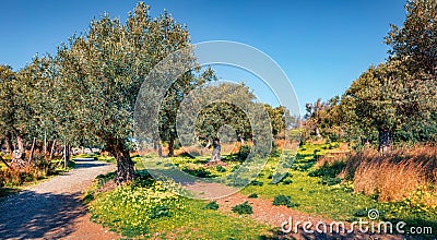 Wonderful afternoon scene of olive garden. Picturesque spring view of Milazzo cape, Sicily, Italy, Europe. Beauty of nature concep Stock Photo