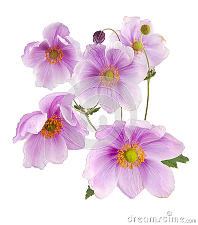 Wonderful Anemones in full bloom Stock Photo