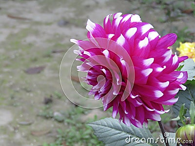 Orage Mari Gold Flower in Bangladesh Stock Photo