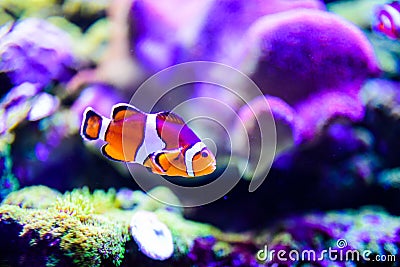 Wonderful and beautiful underwater world with corals and tropical fish Stock Photo