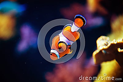 Wonderful and beautiful underwater world with corals and tropical fish Stock Photo