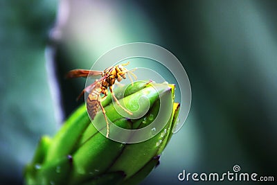 A wonderful bee Stock Photo