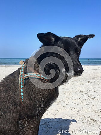 Wonderful black Labrador Mix on a white sandy beach Stock Photo