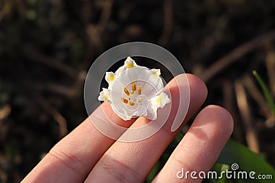 Wonderful bloom of Leucojum vernum holds in manÂ´s hand. Spring snowflake with white petals with yellow edge of bloom. Magical Stock Photo