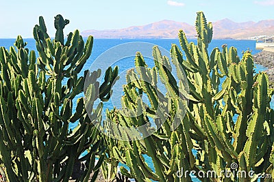 A wonderful cactus called Euphorbia canariensis. Lanzarote, spain. Stock Photo