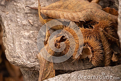 The wonderful chestnut season has started Stock Photo