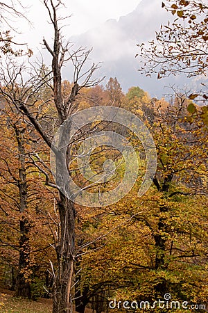 The wonderful chestnut season has started Stock Photo